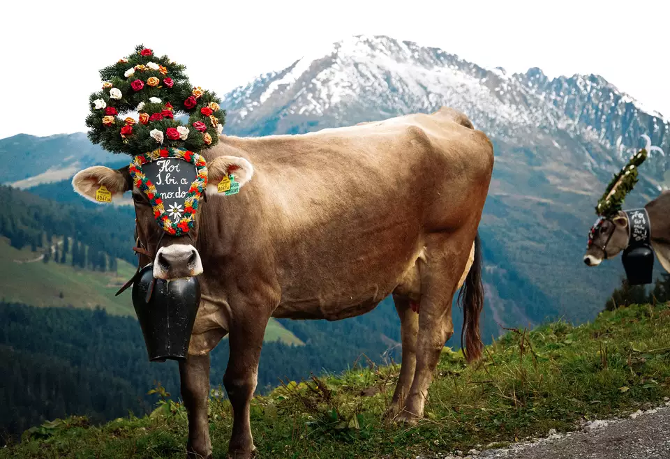 Kuh mit Kopfschmuck beim Almabtrieb