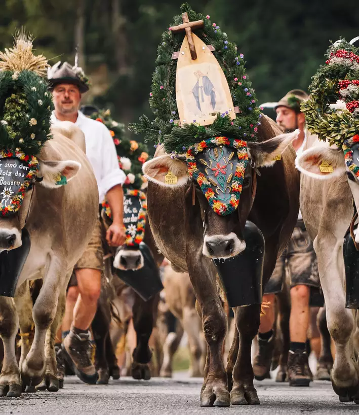 Die geschmückten Kühe werden ins Tal getrieben